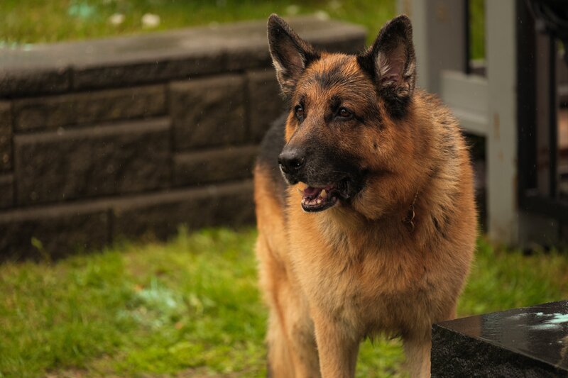 Bild: Shaftesbury Rex VI Inc. Pope Rex Season 7 Inc. /​ Derm Carberry