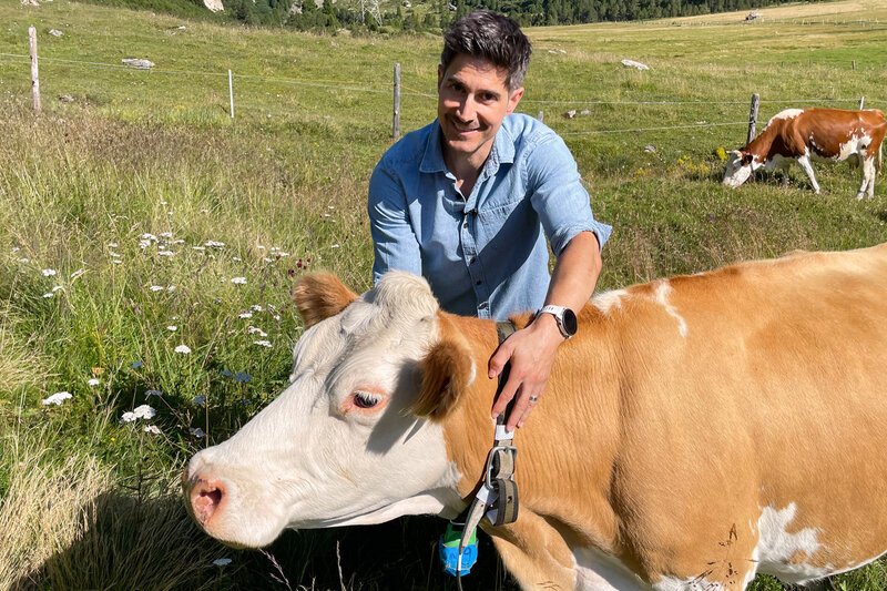 Einstein. Die Suche nach der perfekten Kuh. Einstein Moderator Tobias Müller mit einer Kuh auf der Alp. – Bild: SRF1
