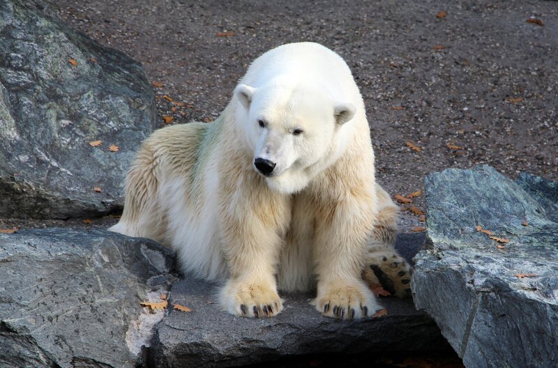 Abschied von Felix. Der Eisbär aus Nürnberg verlässt die Wilhelma, weil er mit der Stuttgarter Eisbär-Dame Corinna nicht wirklich klar kommt. In Holland warten vier weibliche Eisbären im Zoo von Ouwehands schon sehnsüchtig auf einen echten Kerl wie Felix. – Bild: SWR/​Christian Neumann