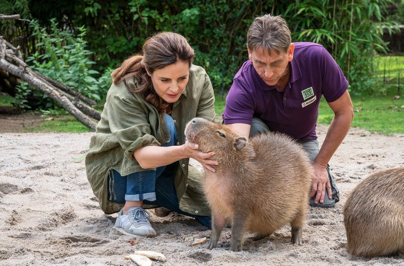 Tierärztin Dr. Susanne Mertens (Elisabeth Lanz, links) und Cheftierpfleger Conny Weidner (Thorsten Wolf, rechts) sorgen sich um Capybara-Männchen Toto. Das Wasserschwein blutet aus dem Mund und frisst nicht. – Bild: ARD/​Steffen Junghans