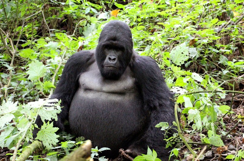 Tierpflegerin Thali aus der Wilhelma kann im Virunga-Nationalpark im Kongo man auf knapp 4000 Meter Höhe, freilebende Gorillas beobachten. – Bild: SWR/​Christian Neumann