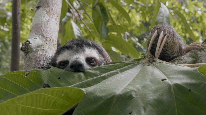 Der Regenwald – Bild: RTL /​ Terra Incognita Docs