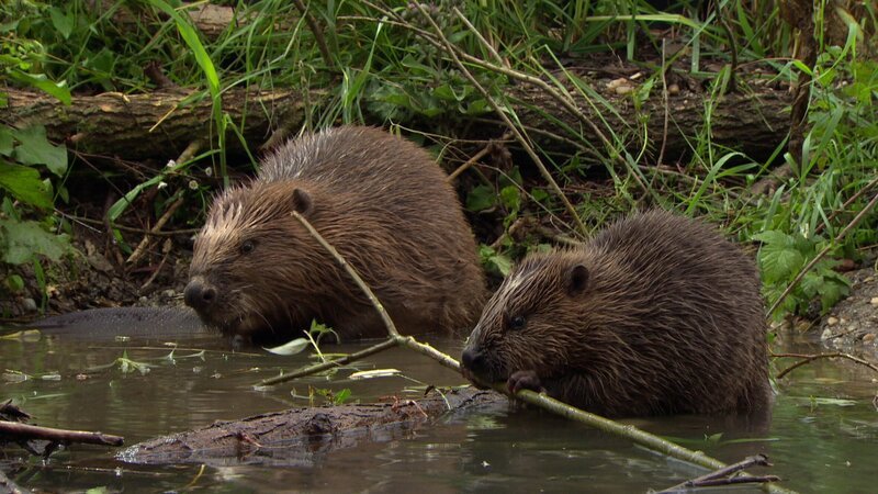 Mitten in München, am Deutschen Museum, hat sich eine Tierart an der Isar niedergelassen, die man eher woanders vermuten würde. Der Biber. – Bild: BR/​Markus Schmidbauer