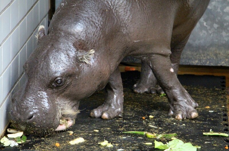 Party-Time in der Wilhelma! Das Zwergflusspferd Hannibal hat Geburtstag. Das älteste Zoo-Flusspferd aller Zeiten wird mit einer riesigen Torte geehrt. – Bild: SWR/​Christian Neumann