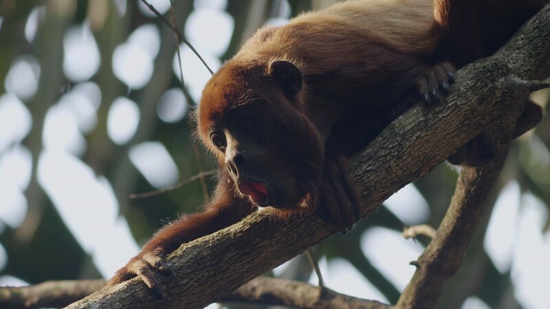 Bild: Wildes Lateinamerika /​ RTL /​ Terra Incognita Docs