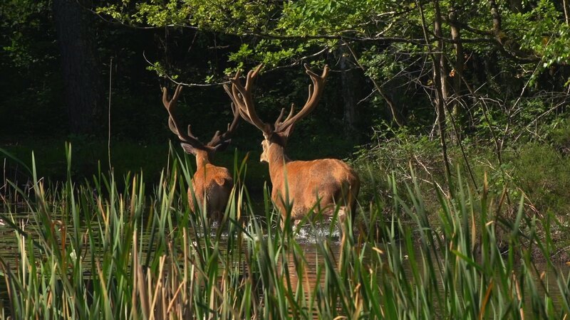 Zwei Hirsche im flachen Wasser. – Bild: Zwischen Jura und Bretagne /​ RTL /​ BORÉALES /​ Terra Mater