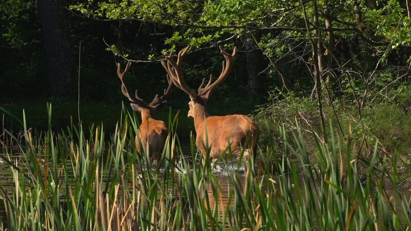 Zwei Hirsche im flachen Wasser. – Bild: Zwischen Jura und Bretagne /​ RTL /​ BORÉALES /​ Terra Mater
