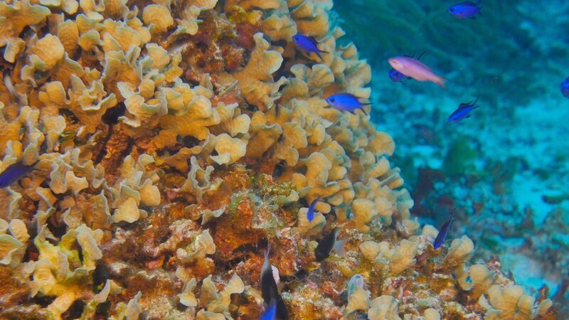 Das karibische Meer – Bild: RTL /​ Terra Incognita Docs