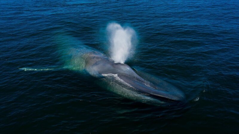 Der Blauwal ist das größte Tier, das jemals gelebt hat. Auch er besucht regelmäßig die Gewässer vor Kaliforniens Küste. Weiteres Bildmaterial finden Sie unter www.br-foto.de. – Bild: RTL