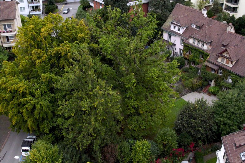 Die magische Welt der Bäume Die Eiche Eiche in Luzern – Bild: SRF1