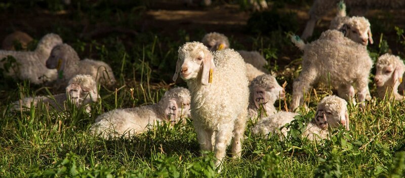 Ziegenkindergarten vor dem Haus der Van Hasselts. – Bild: MedienKontor/​Mike Dielhenn /​ ARTE