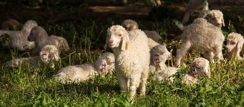 Ziegenkindergarten vor dem Haus der Van Hasselts – Bild: MedienKontor/​Mike Dielhenn