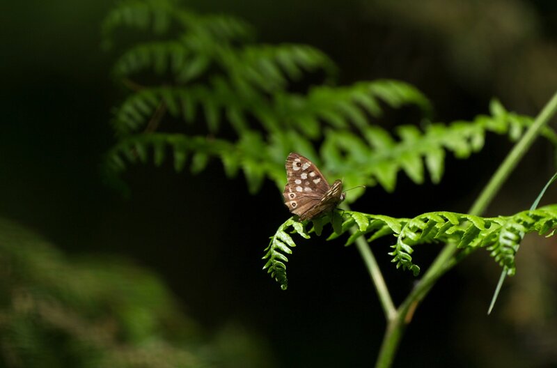 Die Überlebenskünstler Das Waldbrettspiel bevorzugt, wie der Name bereits verrät, Wälder als Lebensraum. Es hält sich dort vor allem in Bereichen auf, in denen es mit ausgebreiteten Flügeln in der Sonne sitzen kann. – Bild: ARTE /​ Pernel Media