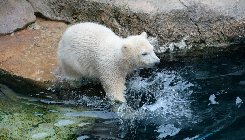 Eisbärnachwuchs Lale wagt sich bisher nur ans Wasser. – Bild: Radio Bremen