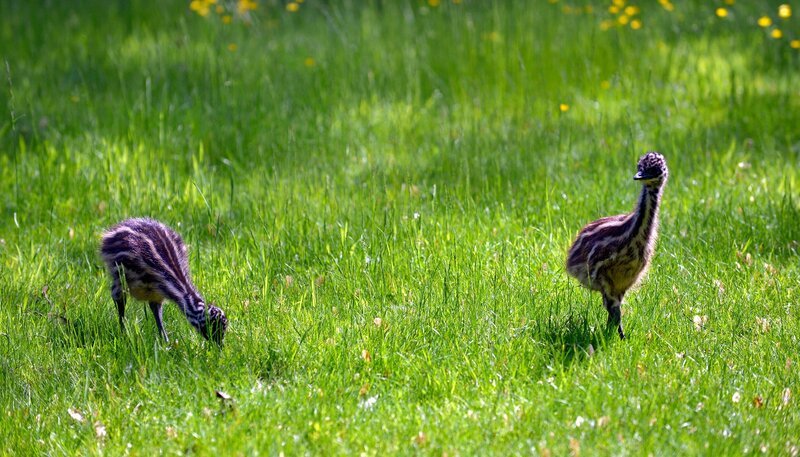 Emu-Küken im Zoo Berlin – Bild: rbb/​Thomas Ernst