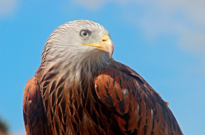 Der Rote Milan beobachtet die Umgebung. – Bild: WDR/​Anna Gallagher/​Adrian Seymour