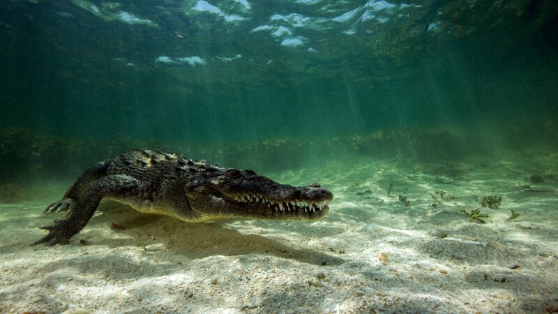 Bild: Westend61 /​ Discovery /​ GettyImages-900229440