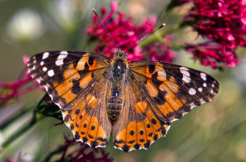 Der Distelfalter gehört zu den Wanderfaltern. Innerhalb der Schmetterlingsfauna Europas sticht er damit hervor, denn die überwiegende Mehrheit ist sesshaft. – Bild: ARTE /​ Pernel Media