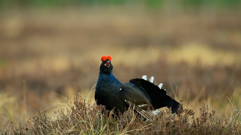 Geheimnisvolles Hohes Venn – Bild: WDR/​2Pilots/​Jörg Adams