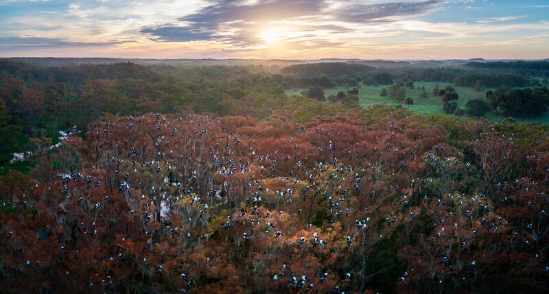 Schwalbenweihe sind die einzigen Greifvögel, die sich in großen Gruppen zum Rasten und Schlafen versammeln. Doch dieses seltene Sozialverhalten währt nicht lange – nach ein paar Wochen brechen die Schwalbenweihe zu ihrer jährlichen Wanderung von Florida nach Südamerika auf. – Bild: Terra Mater Studios GmbH + The WNET Group + Grizzly Creek Films_Mac Stone