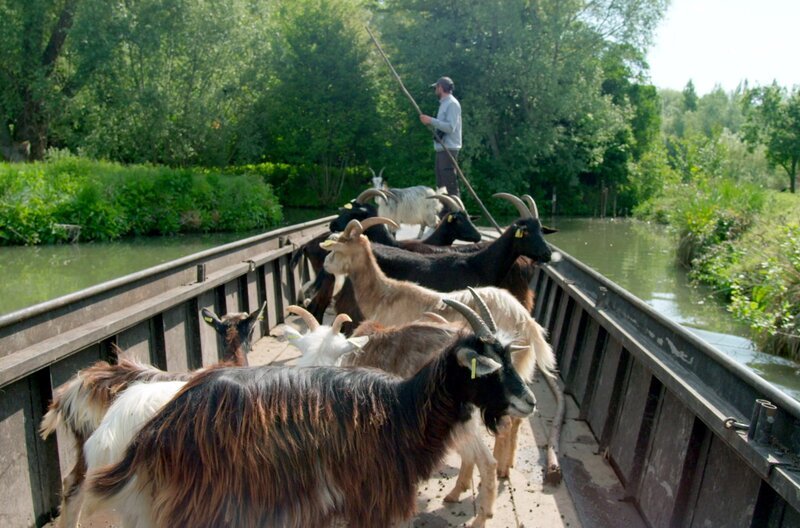 Ziegen dienen im Sumpf von Saint-Omer als natürliche Rasenmäher und werden per Boot transportiert. – Bild: Alexander Hein/​doc.station