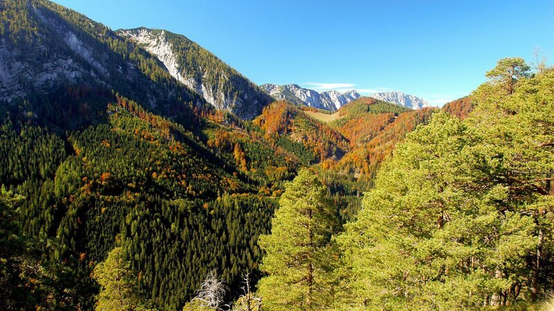 Reichraminger Hintergebirge, im Hintergrund die Nordabstürze des Sengesgebirges (Nationalpark Kalkalpen). – Bild: 3sat