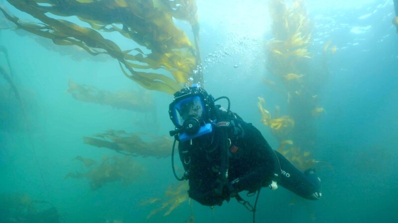 Hannah Emde beim Tauchen im Kelpwald, Campbell River, British Columbia. Weltweit sind sie auf dem Rückzug, vor allem weil die Meerestemperaturen steigen. – Bild: ZDF und Oliver Roetz
