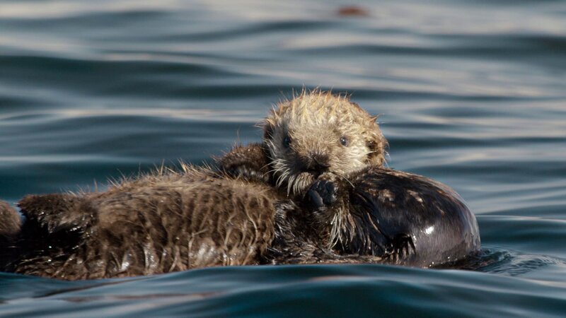 Da das Seeotter-Junge noch kein wasserdichtes Fell hat, wird es auf dem Bauch seiner Mutter liegend getragen.  – Bild: Terra Mater Studios GmbH /​ River Road Films /​ Jeff Turner