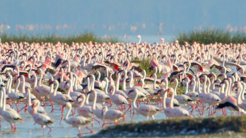Flamingos im Krueger Nationalpark; Afrika von oben – Wildnis Flamingos im Krueger Nationalpark – Bild: Off The Fence /​ ORF /​ Claudio Velàsquez Rojas/​Werner Hefer/​Luke Bell