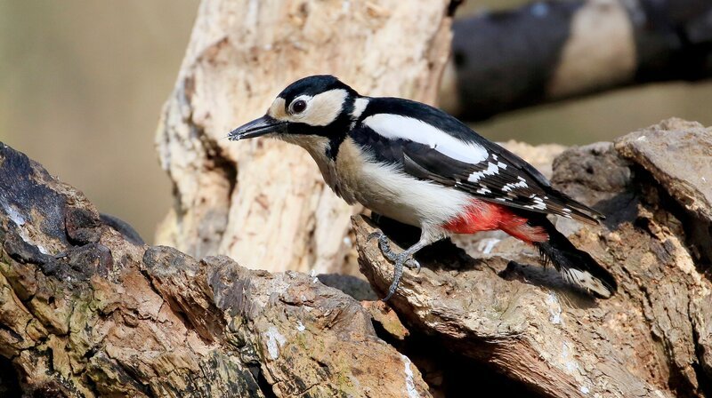 Buntspecht am Totholz auf Nahrungssuche. – Bild: NDR/​telekine/​Frank Koschewski