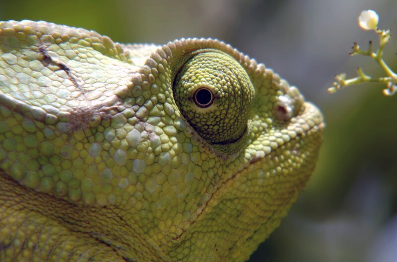 Chamäleons können ihre Augen unabhängig voneinander bewegen – ideal zur Beobachtung der Umgebung. Sobald sie Beute entdecken, richten sich beide Augen auf das Ziel. So gelingt der perfekte Zungenschuss. – Bild: ZDF /​ Off The Fence