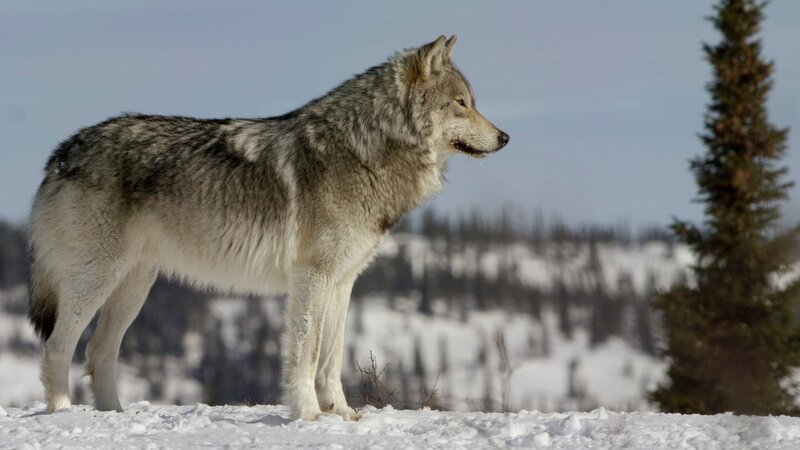 Ein kanadischer Wolf blickt über den borealen Wald. – Bild: Terra Mater Studios GmbH / River Road Films / Justin Macguire Ein kanadischer Wolf blickt über den borealen Wald. – Bild: Terra Mater Studios GmbH / River Road Films / Justin Macguire