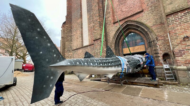 Etappenweise schafft es der Walhai ins Kloster. – Bild: NDR/​Clip Film/​Matthias Ruuck