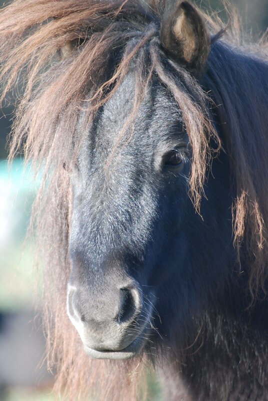 Shetlandpony Luna erwartet ein Baby. – Bild: BR/​Jens-Uwe Heins