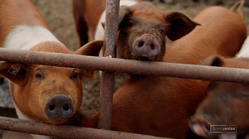 Sie tragen die Farben der dänischen Flagge. – Bild: NDR
