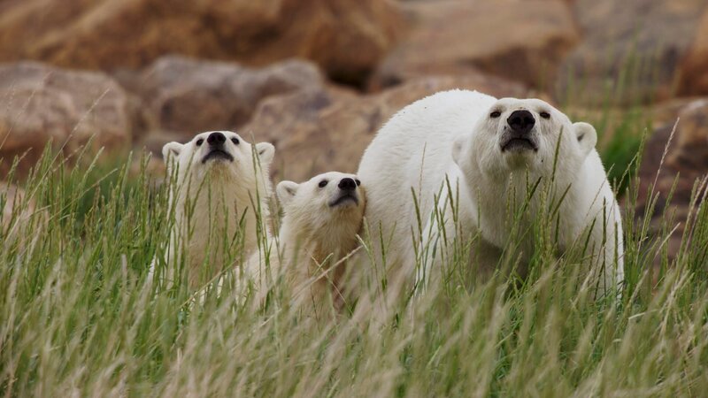 Kanada - Der weite Norden – Bild: Terra Mater Studios GmbH /​ River Road Films /​ Jeff Turner