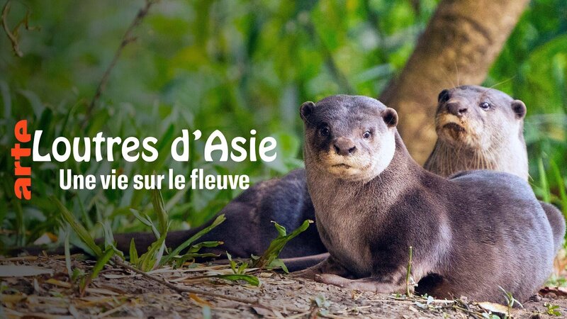 Indiens Otter – Bild: Arte
