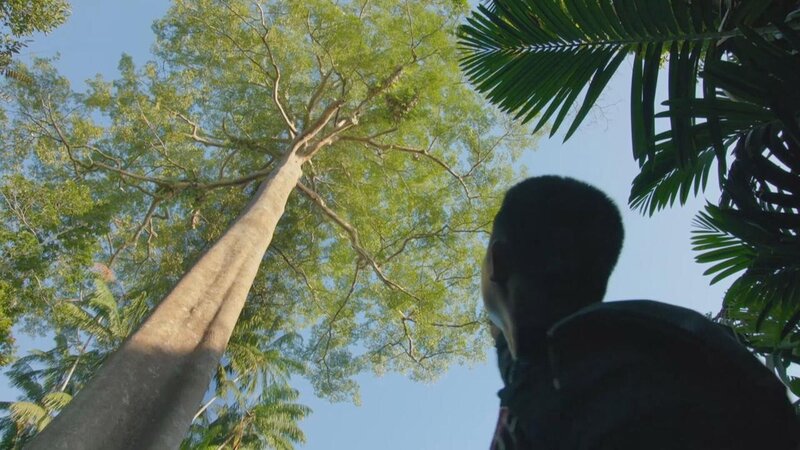 Indonesien - Im Einsatz für Sumatras Urwald – Bild: Arte