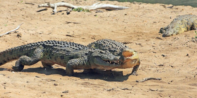 Flusspferde sind am Grumeti sehr häufig. Territoriale Bullen können sehr reizbar sein, sie scheuen auch vor Angriffen auf Menschen nicht zurück. Bei den Dreharbeiten an den Krokodilstränden musste besonders auf diese unberechenbaren Kolosse geachtet werden. Auf ihrem Wanderzug durch die Serengeti kommen die Gnuherden auch an den Grumeti. An den Tränken lauern Krokodile auf sie – aber Gnus sind erstaunlich wendig und flink. Sie entkommen den Angriffen oft um Zentimeter. Der Grumeti ist ein wilder, völlig naturbelassener Fluss im Westen des Serengeti Nationalparks. An Uferabschnitten mit sonnigen Stränden vergraben Nil-Krokodile ihre Eier, um sie von der Sonnenwärme ausbrüten zu lassen. Bei dicht nebeneinander liegenden Nestern kommt es häufig zu Auseinandersetzungen unter den Weibchen. Das kann sogar so weit gehen, dass sie sich gegenseitig die Jungen streitig machen. – Bild: BR/​NDR/​NDR Naturfilm/​Reinhard Radke