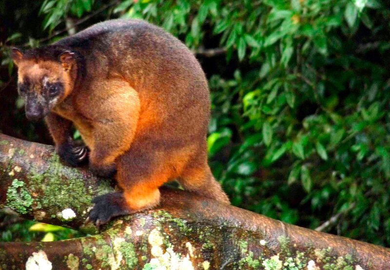 Baumkängurus sind die Affen des roten Kontinents. Allerdings sind und bleiben sie Kängurus und obwohl die Evolution ihren Körper umgestaltet hat, sind sie keine perfekten Kletterer. – Bild: BR/​Angelika Sigl