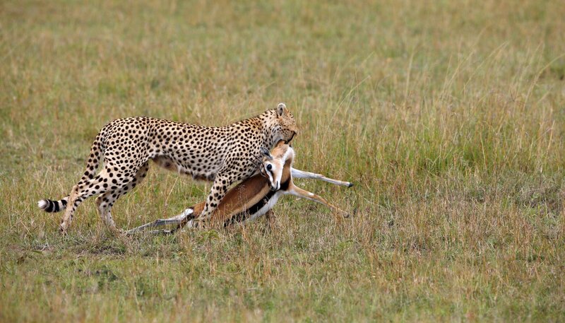 Während Gepardenweibchen ganz auf sich allein gestellt sind, genießen Löwinnen und ihr Nachwuchs den Schutz des Rudels. – Bild: NDR/​NDR/​Reinhard Radke
