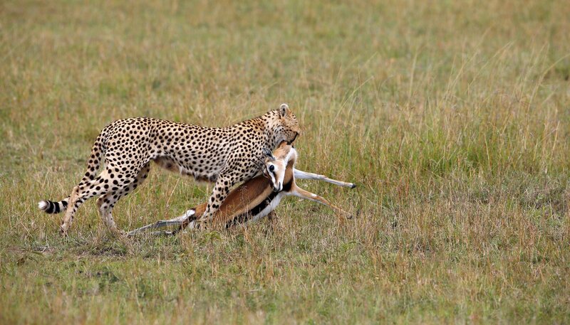 Geparde - Afrikas elegante Jäger – Bild: HR /​ NDR /​ Reinhard Radke