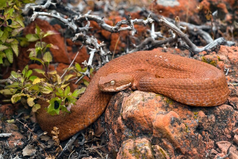 Eine Milosviper auf der unbewohnten Insel Antikythira – Bild: 3sat