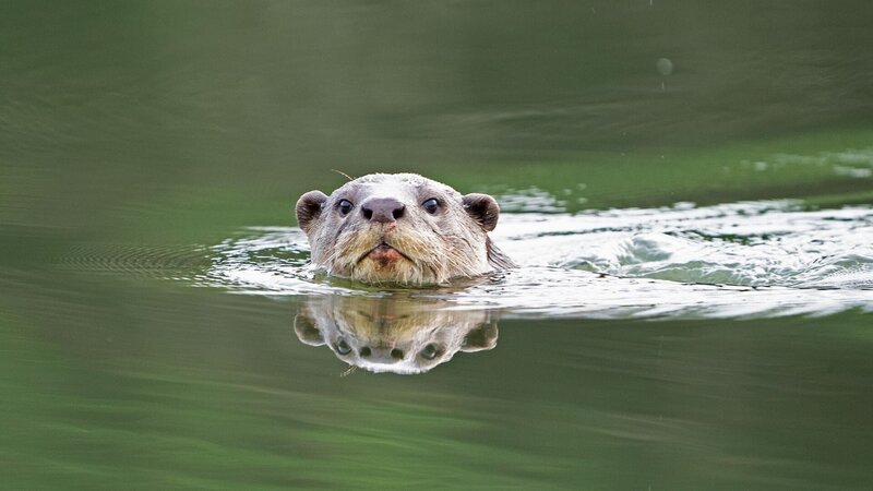  – Bild: Oxford Scientific Films & Aranya Parva Creations