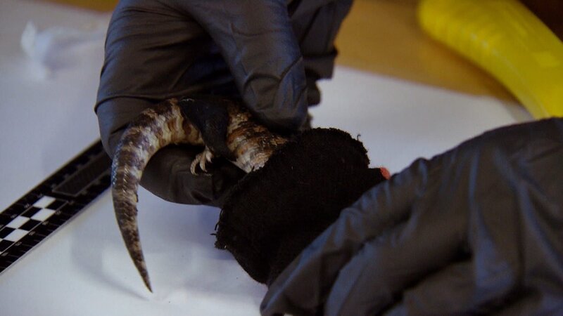 Bild: Seven Network (Operations) Limited