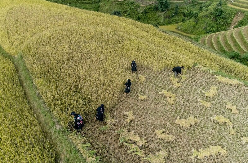 Die ganze Familie hilft bei der Ernte auf den Reisterrassen. – Bild: phoenix/​ZDF/​Tang Quoc Khanh