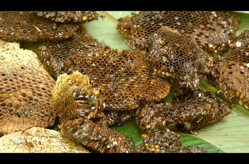 Die Honigjäger riskieren Kopf und Kragen, um an das süße Gold in den Baumwipfeln zu gelangen. Dafür werden sie mit einer reichen Ausbeute belohnt. – Bild: Grand Angle Productions