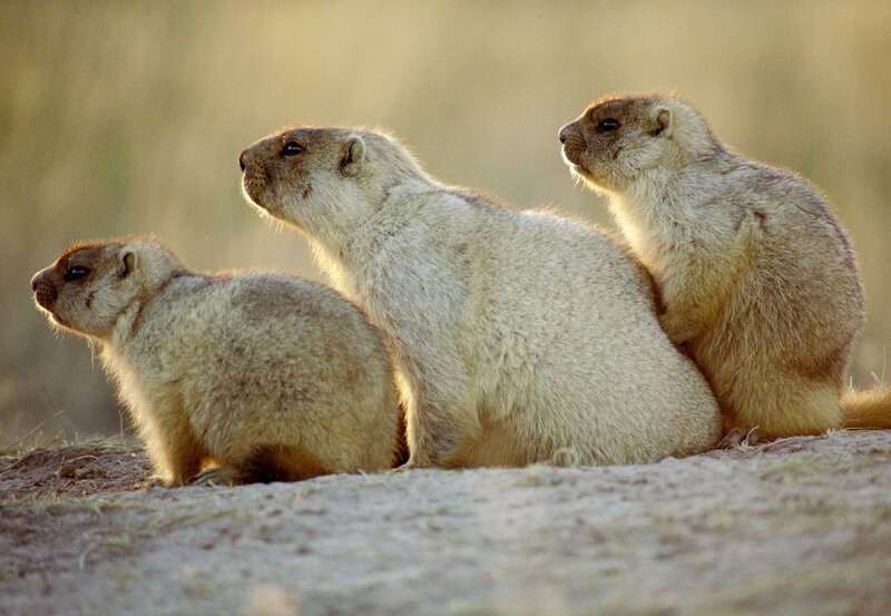 Die Murmeltiere von Kasachstan – Bild: NDR/​Tobias Mennle