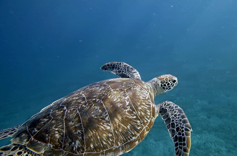 Schildkröten nutzen akustische Signale, um sich im Wasser zu orientieren. – Bild: Off The Fence