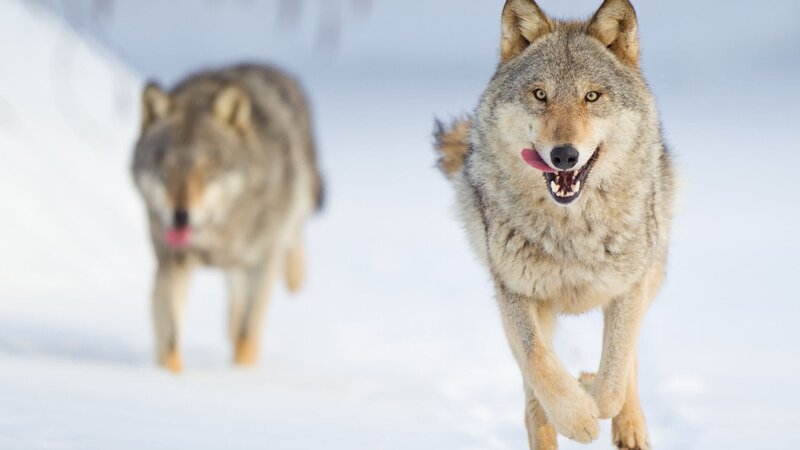 – Bild: Edo van Uchelen – Bild: Edo van Uchelen